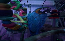 Macaws birds for sale: Macaw for sale - Image 2