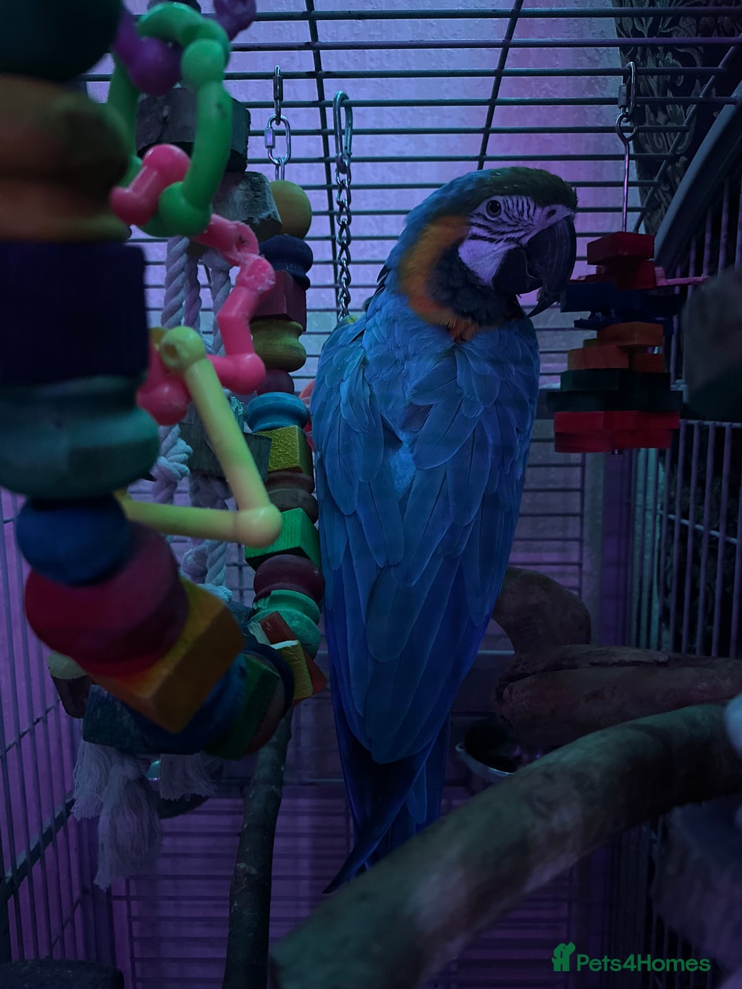 Macaws birds for sale: Macaw for sale - Image 2