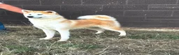 Japanese Akita Inu dogs for sale: Beautiful KC reg bitch  - Advert 3