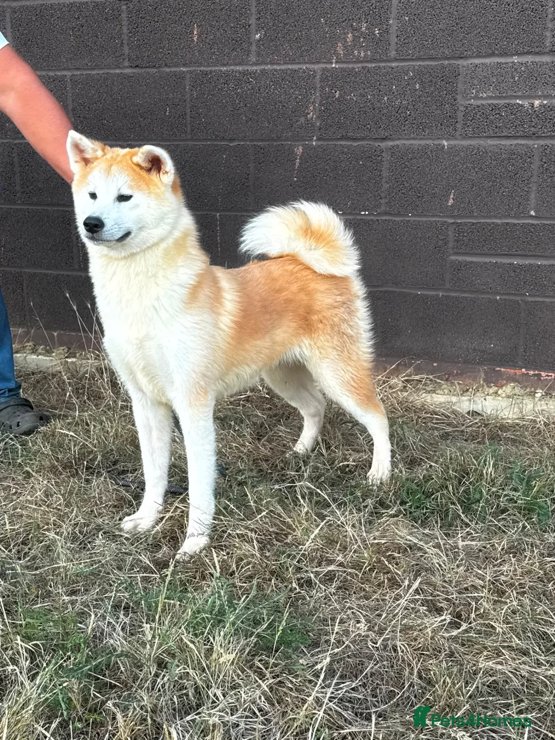 Japanese Akita Inu dogs for sale: Beautiful KC reg bitch  - Advert 3