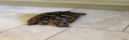 Hermann Tortoise reptiles for sale: 26 year old Hermann tortoise - Advert 5