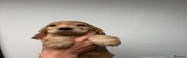 Cocker Spaniel 8