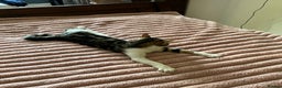 Mixed Breed cats for sale: Beautiful Bengal Cross seeking a loving new home - Advert 6