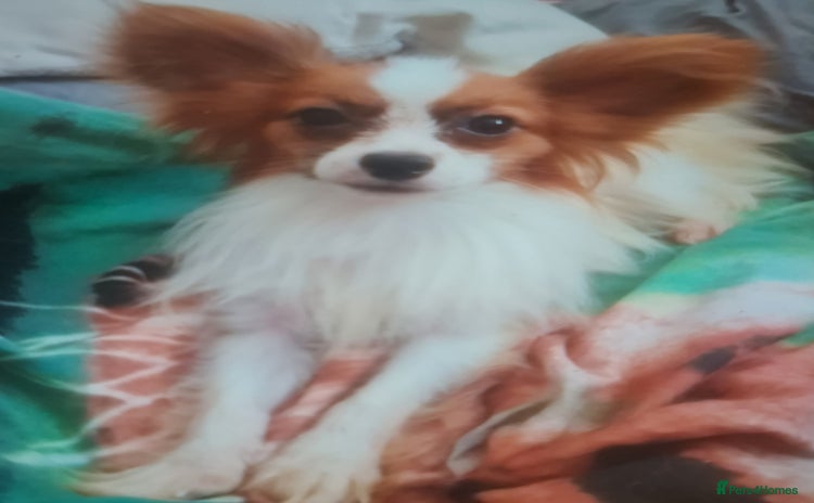 Papillon dogs in Denbigh - Advert 1