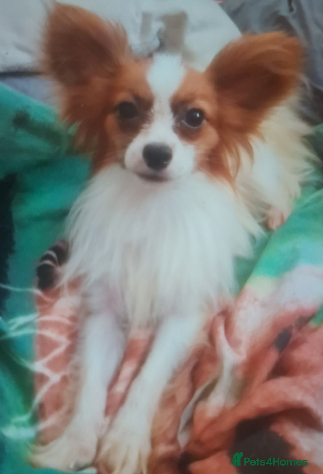 Papillon dogs for stud: Petite kc reg red sable papillon for stud only - Image 1