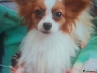 Papillon dogs - Advert 1