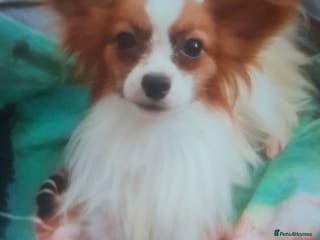 Papillon dogs Petite kc reg red sable papillon for stud only - Advert 1