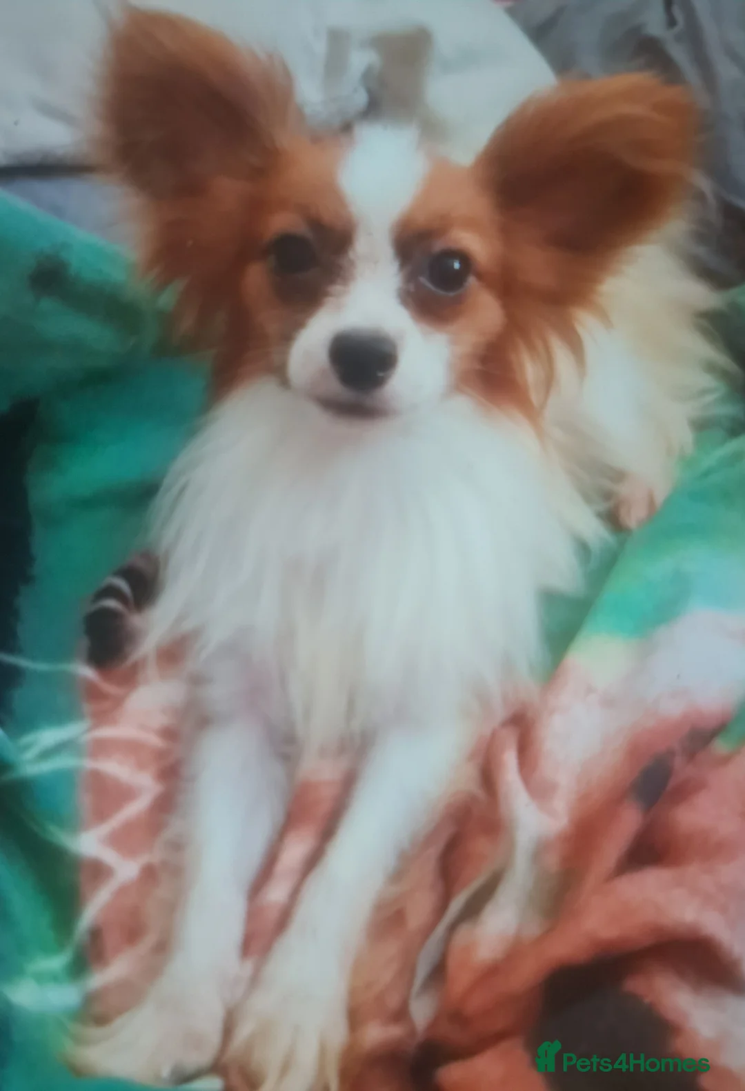 Papillon dogs for stud: kc reg proven red sable papillon for stud only - Advert 2