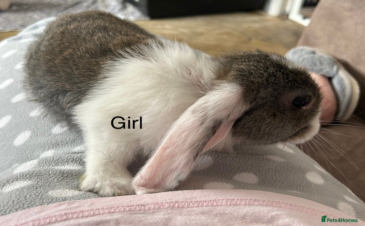 French Lop rabbits - Advert 4