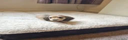 Miniature Dachshund dogs for sale: Gorgeous Long Haired Cream Miniature Dachshunds - Advert 11
