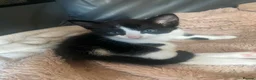 Mixed Breed cats for sale:    🐾 Beautiful Black & White Kittens 🐾 - Advert 9