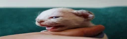 Devon Rex cats for sale: Devon rex kittens FIFE registered/spayed in Rainham - Advert 9