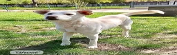 Mixed Breed dogs for adoption: Ghost, female 1 yr approx. Available for adoption. - Advert 1