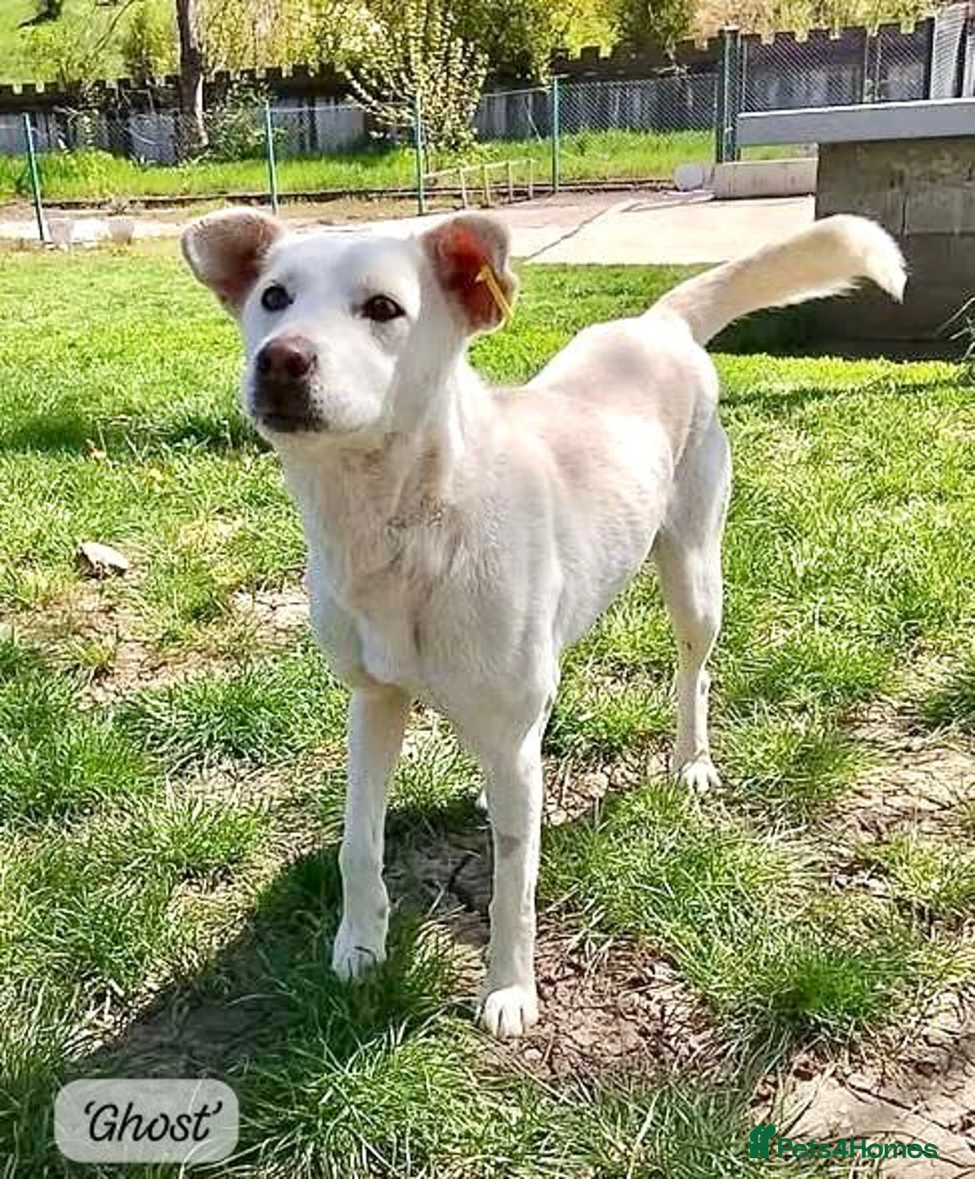 Mixed Breed dogs for adoption: Ghost, female 1 yr approx. Available for adoption. - Advert 1