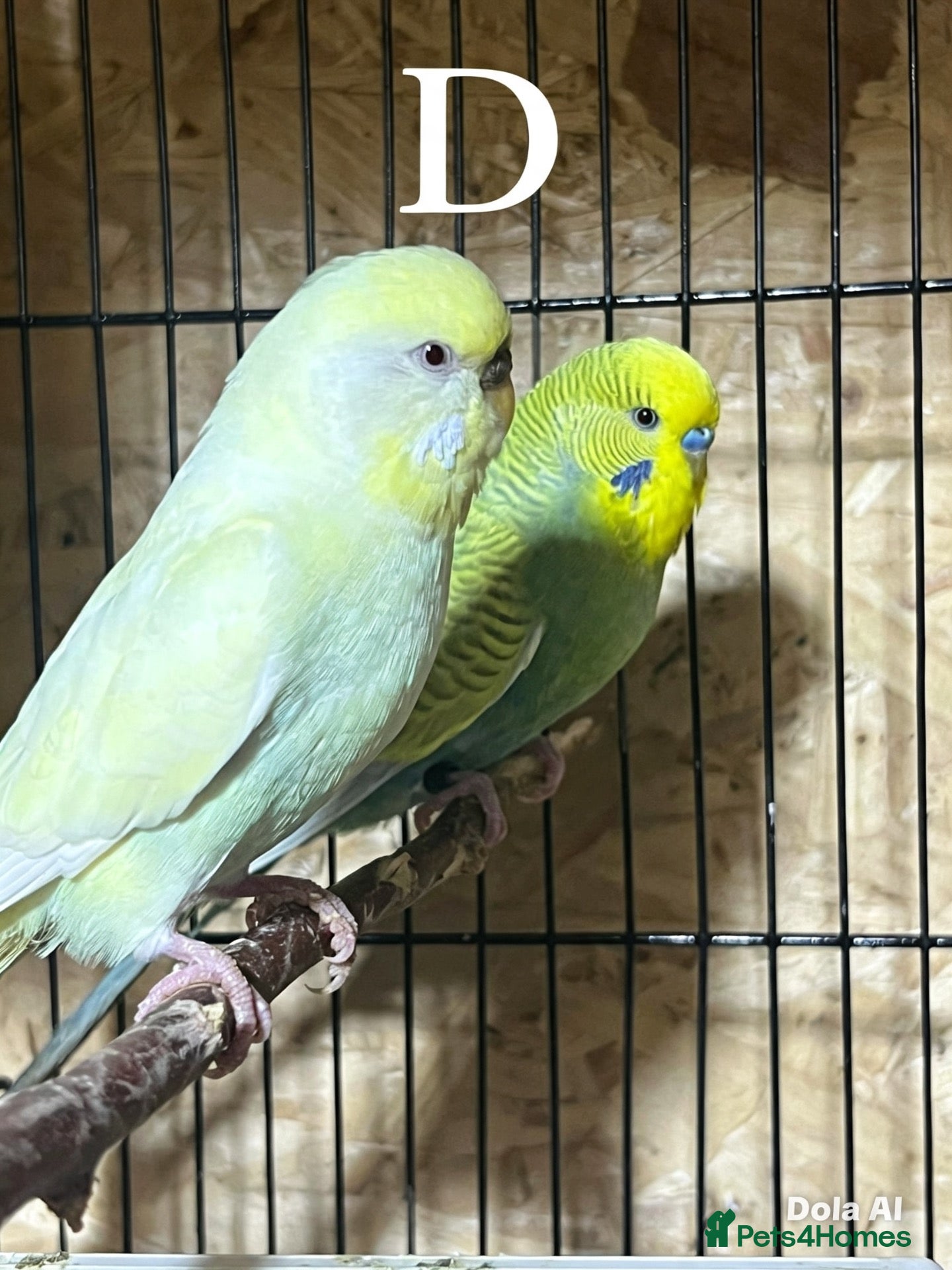 Budgerigars birds Pair budgies - Advert 1