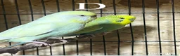Budgerigars birds for sale: Pair budgies - Advert 1