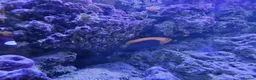 Other/Mixed Breed fish for sale: Marine fish lots in Bridgwater - Advert 5
