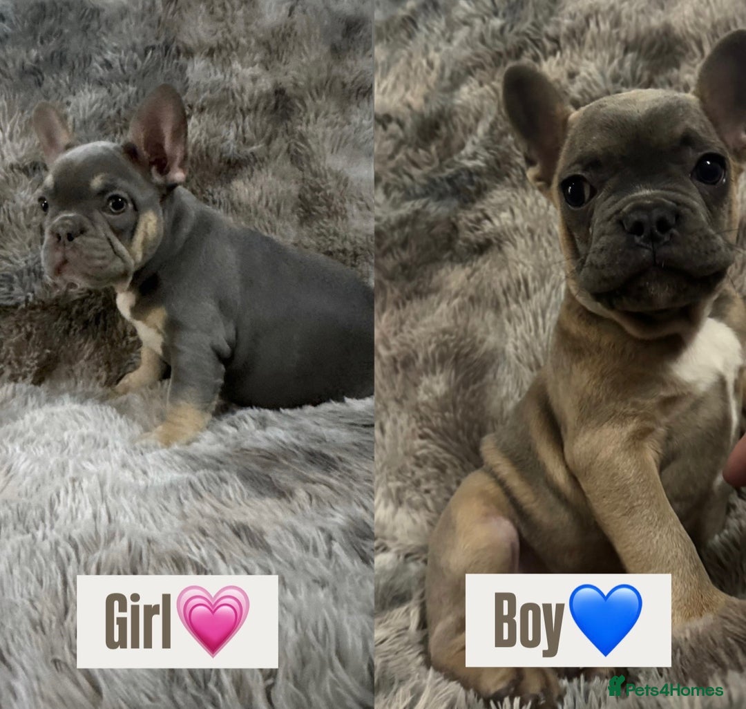 French Bulldog dogs for sale: Last girl left  - Advert 2