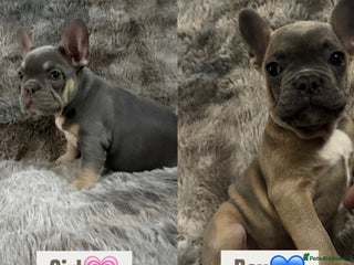French Bulldog dogs Homie lines meet Apollo line - Advert 2