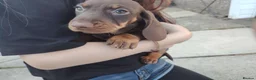 Dachshund dogs for sale: Miniature dachshunds - Advert 10