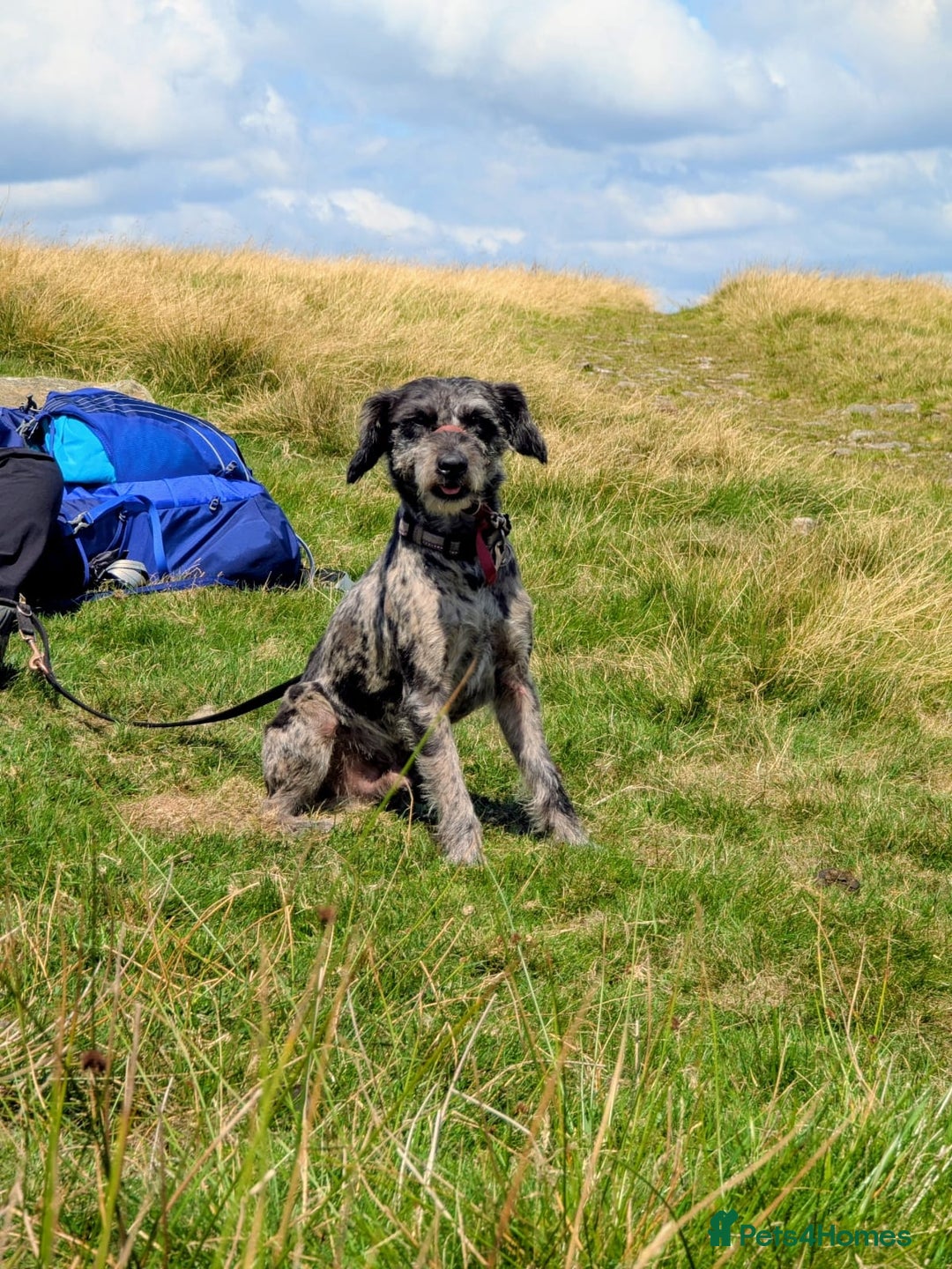 Mixed Breed dogs for sale: Patterdale terriers - Image 2
