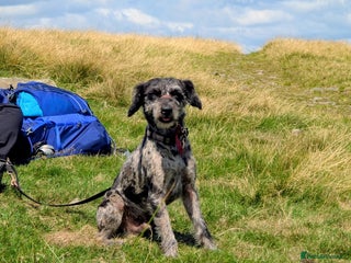 Mixed Breed dogs Patterdale terriers - Advert 15