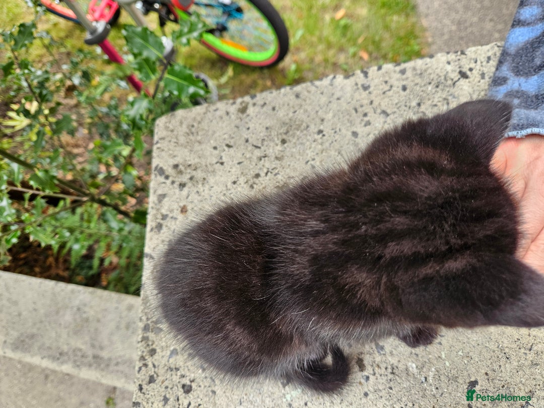 British Shorthair cats for sale: 4 lovely kittens - Image 22