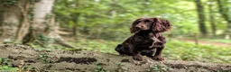 Cocker Spaniel dogs for sale: Sort hard to find - Advert 21