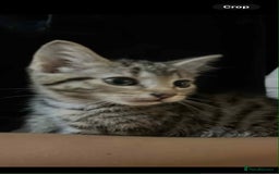 Domestic Shorthair cats for sale: 2 beautiful male kittens - Image 7