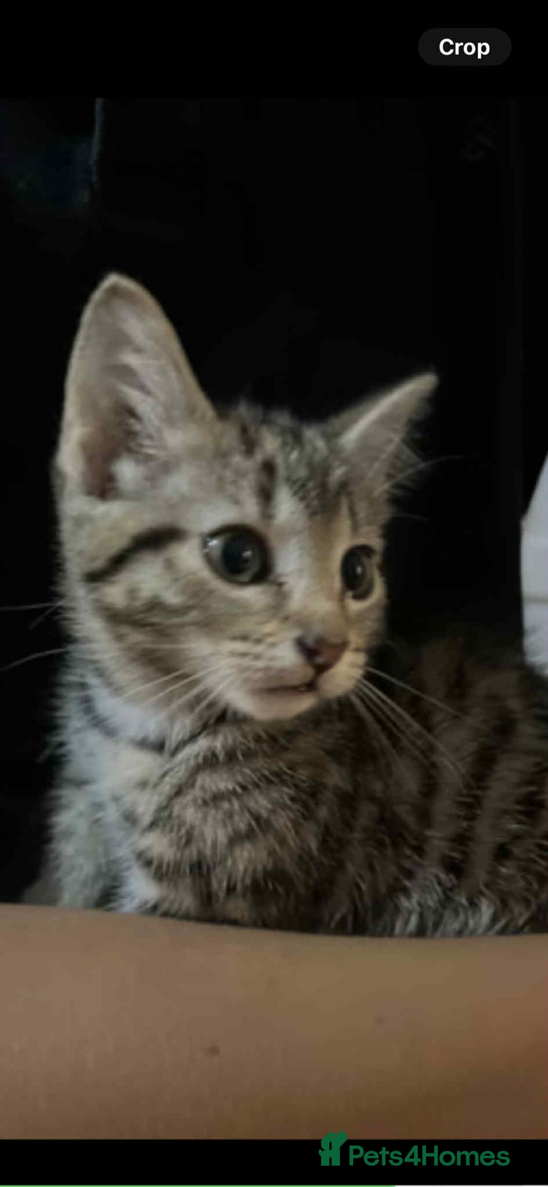 Domestic Shorthair cats for sale: 2 beautiful male kittens - Image 7