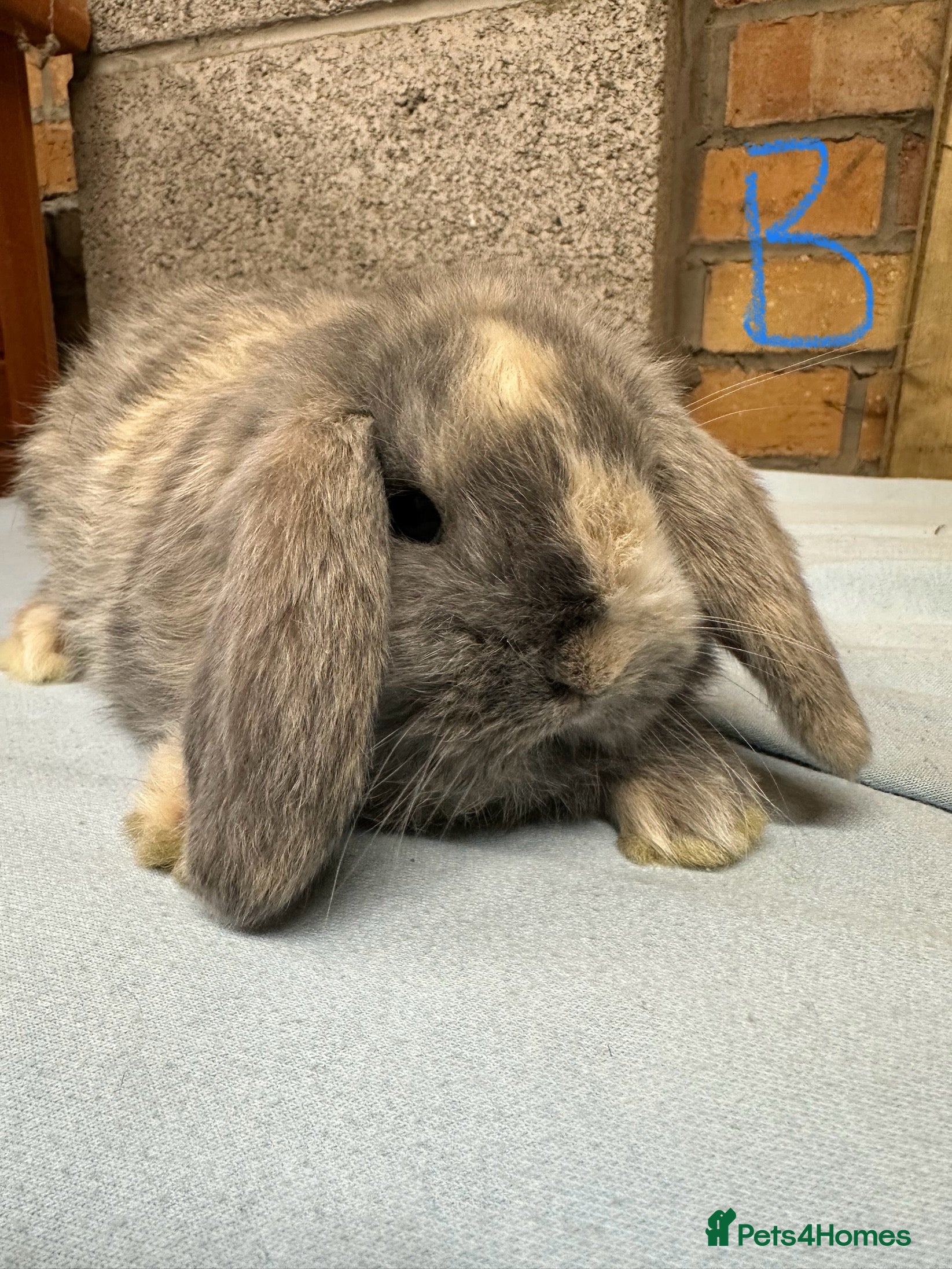 Mini Lop rabbits Mini Lop Rabbits For Sale  - Advert 5