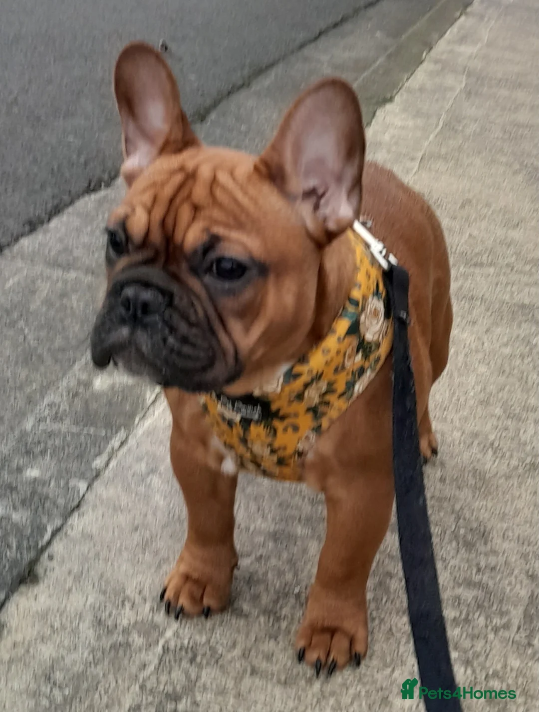 French Bulldog dogs for stud: Gorgeous Deep Red Fawn Boy in Middlesbrough - Advert 10