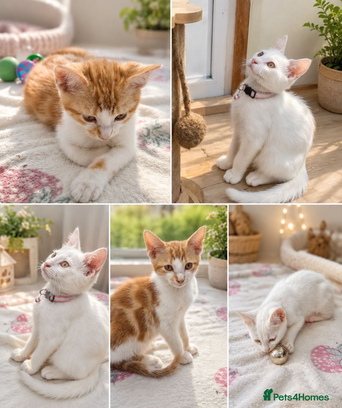 Mixed Breed cats Beautiful kittens - Advert 2