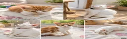 Mixed Breed cats for sale: Beautiful kittens in Rayleigh - Advert 1