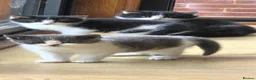Mixed Breed cats for sale: Lovely kittens - Advert 12