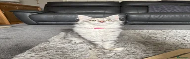 Maine Coon Kitten 1