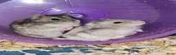Hamster rodents for sale: RUSSIAN DWARF HAMSTERS - Advert 1