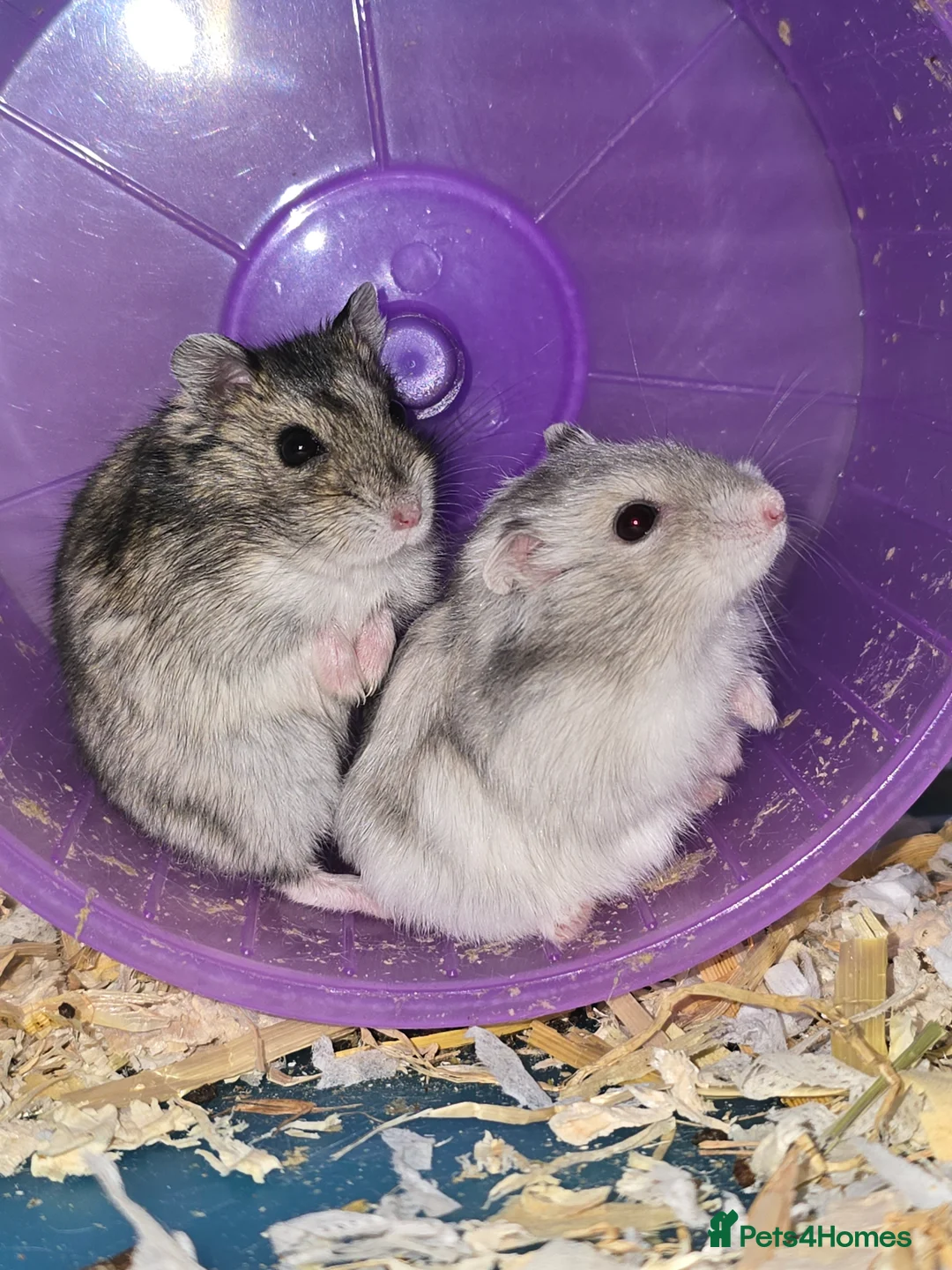 Hamster rodents for sale: RUSSIAN DWARF HAMSTERS - Advert 1
