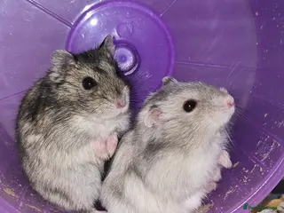 Hamster rodents RUSSIAN DWARF HAMSTERS - Advert 3