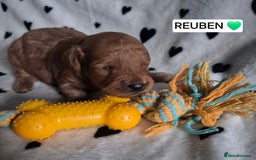 Cavapoo dogs for sale: 🧡 HEALTH TESTED F1B CAVAPOO  PUPPIES🧡 - Image 17