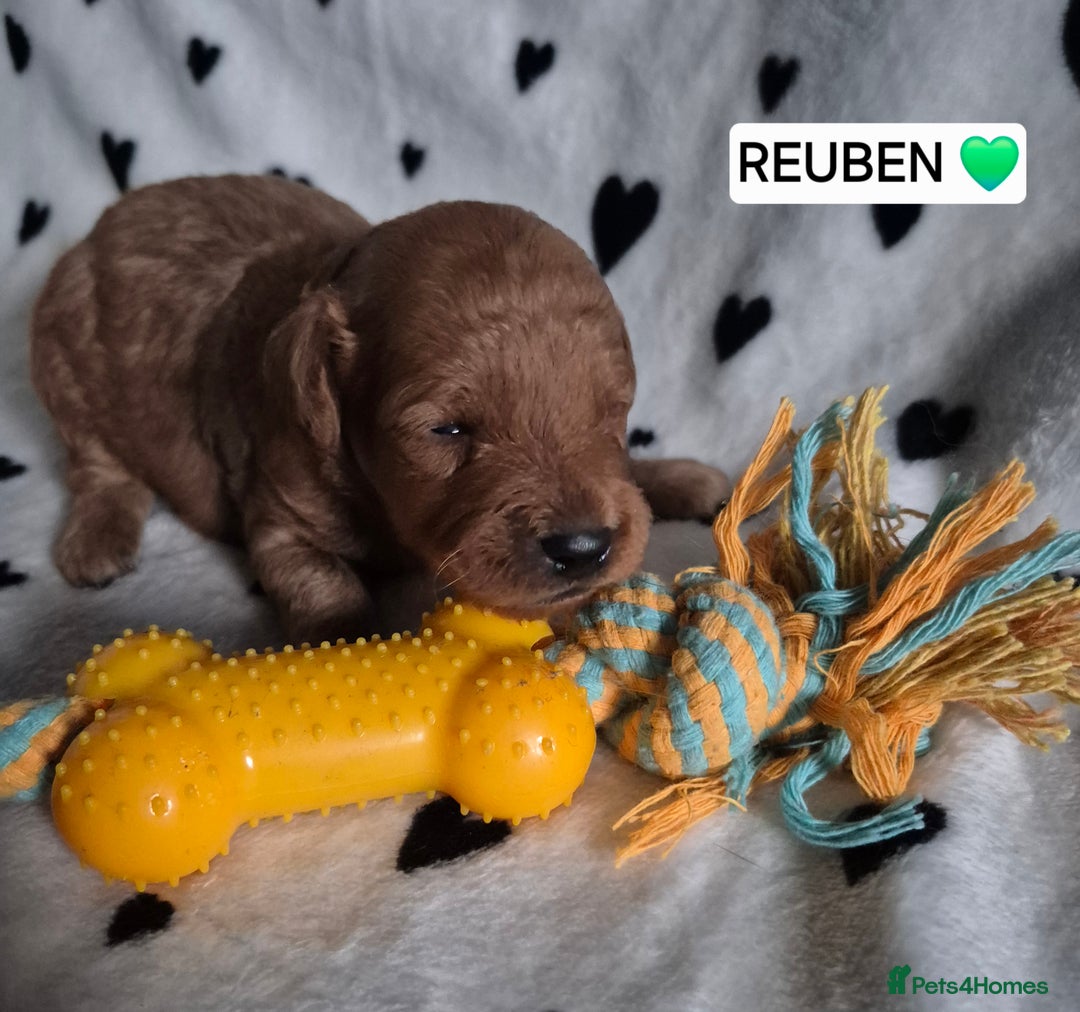 Cavapoo dogs for sale: 🧡 HEALTH TESTED F1B CAVAPOO  PUPPIES🧡 - Image 17