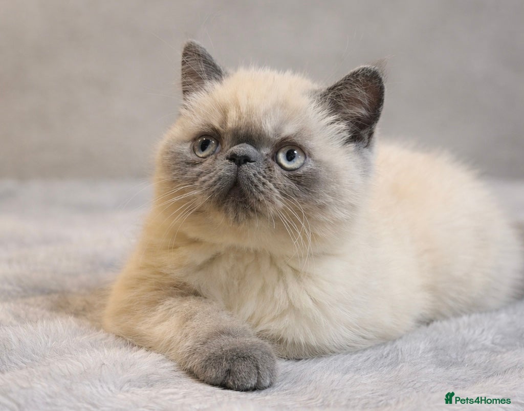 Persian cats LAST BOY - Persian x Exotic Blue Point Kittens 🌟 - Advert 19