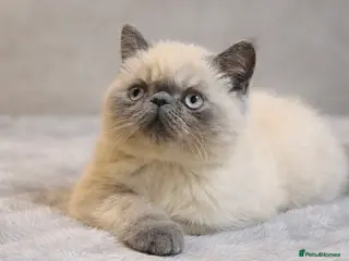 Persian cats LAST BOY - Persian x Exotic Blue Point Kittens 🌟 - Advert 19