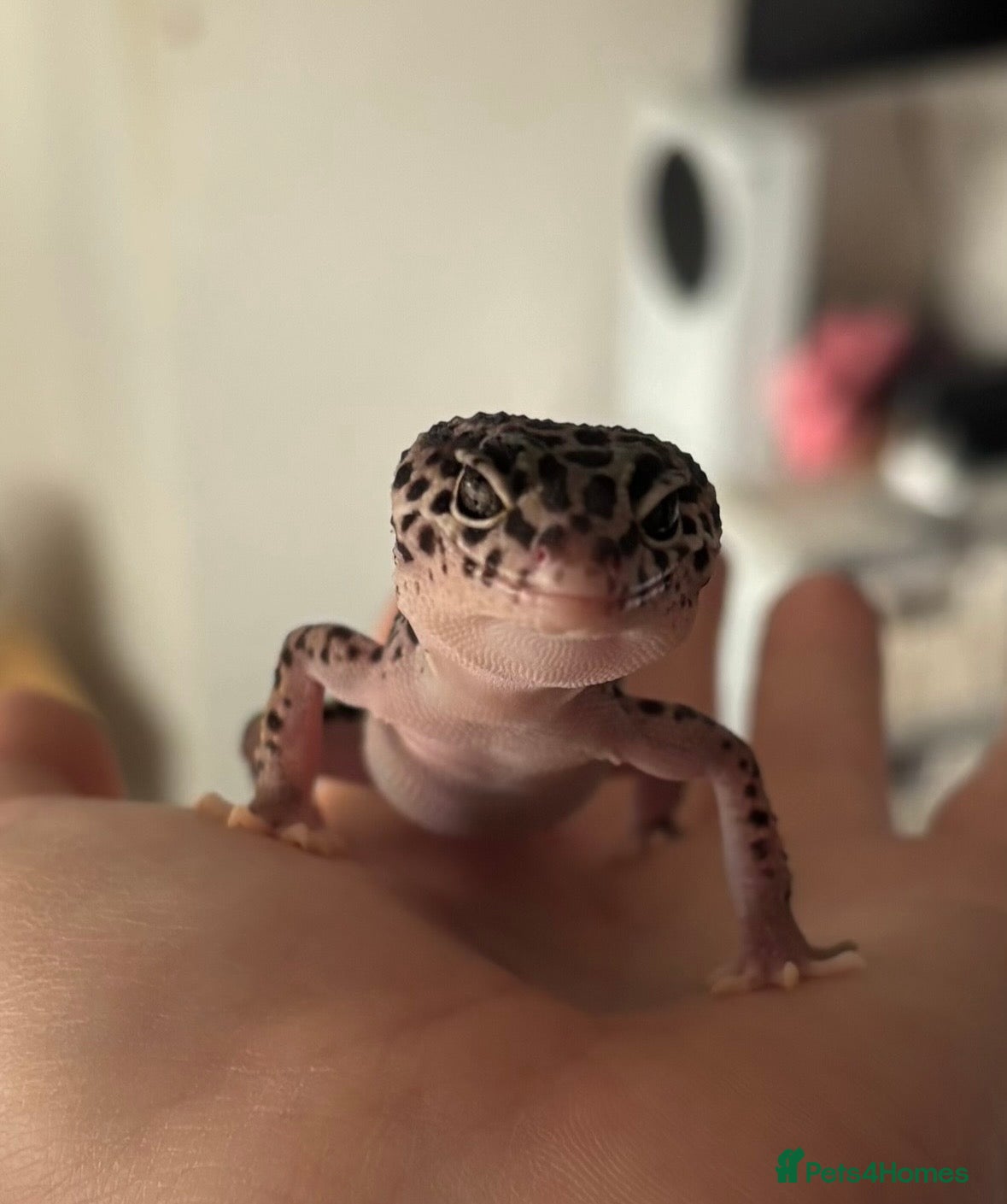 Leopard Gecko reptiles Snow tug leopard gecko and full set up - Advert 4
