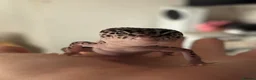 Leopard Gecko reptiles for sale: Snow tug leopard gecko and full set up - Advert 1