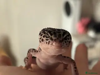 Leopard Gecko reptiles Snow tug leopard gecko and full set up - Advert 1