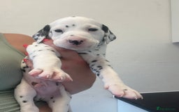 Dalmatian dogs for sale: 🐶 Stunning Dalmatian Puppies Ready 28th August 🐶 - Image 25