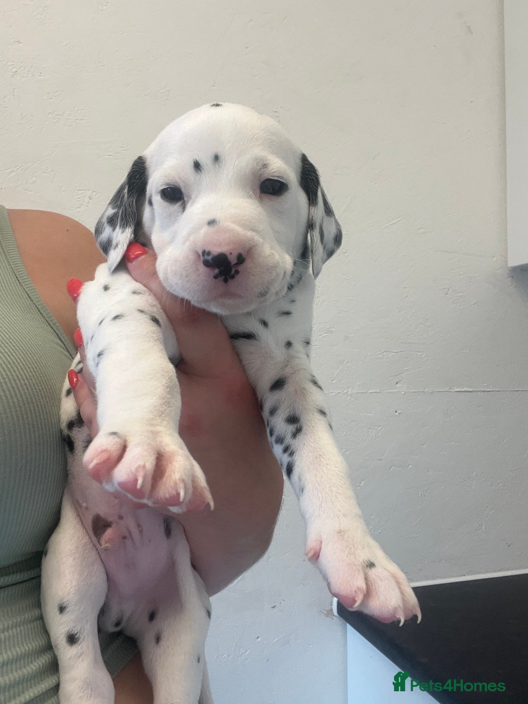 Dalmatian dogs for sale: 🐶 Stunning Dalmatian Puppies Ready 28th August 🐶 - Image 25