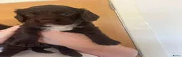 Sprocker dogs for sale: Sprocker puppies  - Advert 14