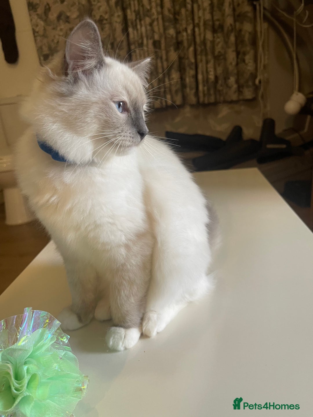 Ragdoll cats for sale: Ragdoll kittens ready now  !💞  - Image 25